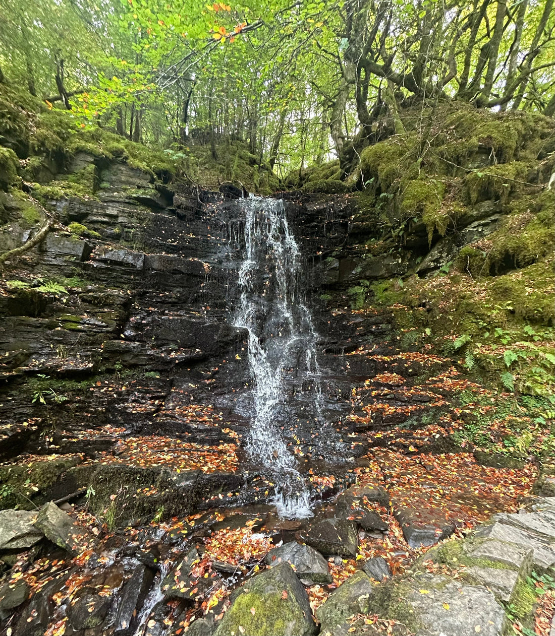 The Role of Water in Scotch Production